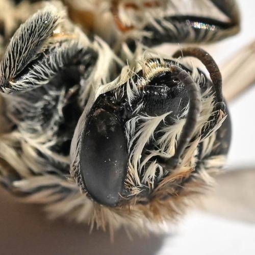 Réf. 347 934 : Dasypoda (hirtipes-morawitzi)
